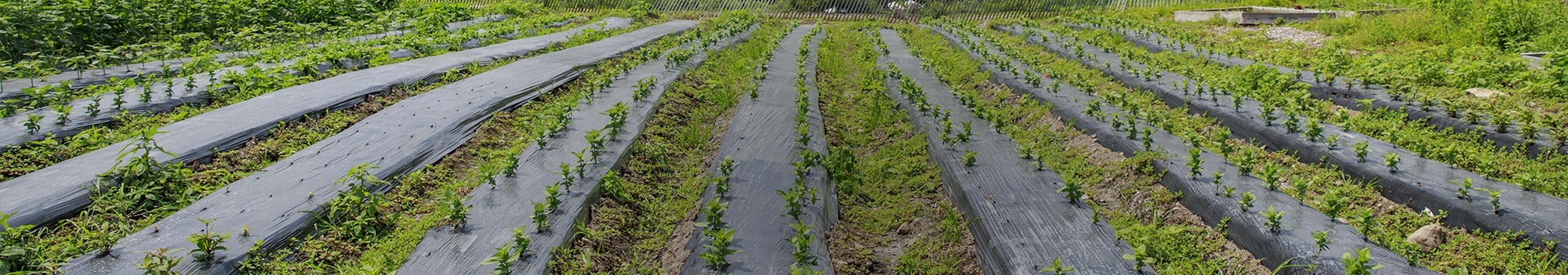 agricultural-mulch.jpg